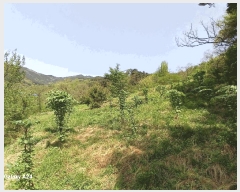  2025Ÿ426  ʱ 굿 ޸ 363      (1)