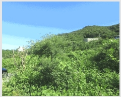  2025Ÿ��528 ���� ������ ������ ��縮 1299-2      ����(��1)���