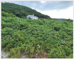  2025Ÿ��528 ���� ������ ������ ��縮 1299-2      ����(��1)���