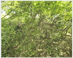  2025Ÿ546  ﱺ  û긮 320      (1)