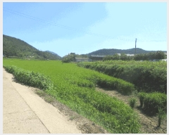  2025Ÿ��576 ���� ���ﱺ ��ȭ�� ��ȣ�� 390-1      ����(��)���