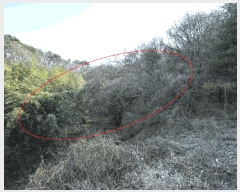  2025Ÿ��757 ���� ����� Ȳ�ݵ� ��200       ����(�Ӿ�)���