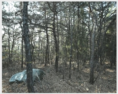  2025Ÿ��757 ���� ����� Ȳ�ݵ� ��200       ����(�Ӿ�)���