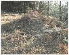  2025Ÿ��757 ���� ����� Ȳ�ݵ� ��200       ����(�Ӿ�)���