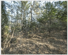  2025Ÿ��757 ���� ����� Ȳ�ݵ� ��200       ����(�Ӿ�)���