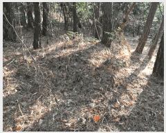  2025Ÿ��757 ���� ����� Ȳ�ݵ� ��200       ����(�Ӿ�)���