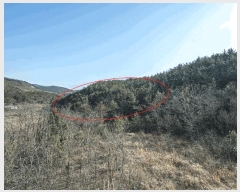  2025Ÿ��757 ���� ����� Ȳ�ݵ� ��200       ����(�Ӿ�)���