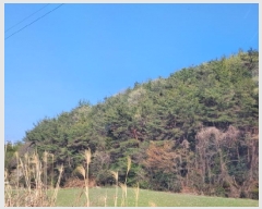  2025Ÿ51224  ﱺ  ȣ 157      (Ӿ)