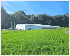  2025Ÿ51663  ʱ  긮 244-1      ()