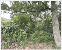  2025Ÿ51738    61       (Ӿ)