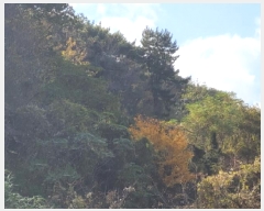  2025Ÿ��52293 ���� ���ﱺ ������ ��踮 699-6      ����(�Ӿ�)���