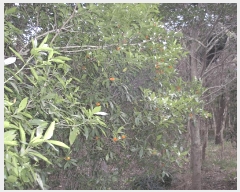  2025Ÿ��52406 ���� ��õ�� ���⵿ 317-6       ����(��)���