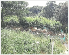  2025Ÿ��463 ���� ������ ���̸� ���긮 432-4      ����(�Ӿ�)���