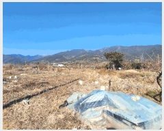  2025Ÿ51001  ʱ   785      (1)