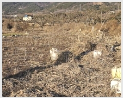  2025Ÿ51001  ʱ   785      (1)