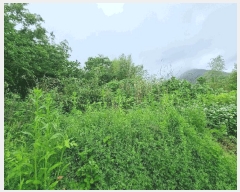  2025Ÿ51496  ﱺ ϸ 渮 486      ()