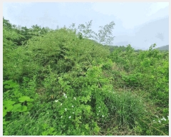  2025Ÿ51496  ﱺ ϸ 渮 486      ()