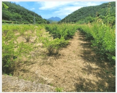  2025Ÿ��51538 ���� ��õ�� Ȳ���� ������ 339      ����(��)���