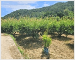  2025Ÿ��51538 ���� ��õ�� Ȳ���� ������ 339      ����(��)���