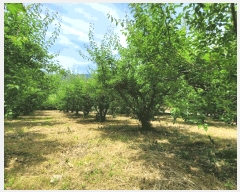  2025Ÿ��51538 ���� ��õ�� Ȳ���� ������ 339      ����(��)���