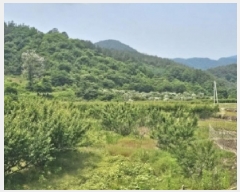  2025Ÿ��51538 ���� ��õ�� Ȳ���� ������ 339      ����(��)���