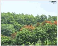  2025Ÿ��51694 ���� ������ ���̸� ���긮 248-32      ����(�Ӿ�)���