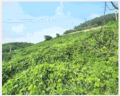  2025Ÿ��51694 ���� ������ ���̸� ���긮 248-32      ����(�Ӿ�)���