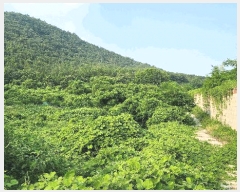  2025Ÿ��51694 ���� ������ ���̸� ���긮 248-32      ����(�Ӿ�)���