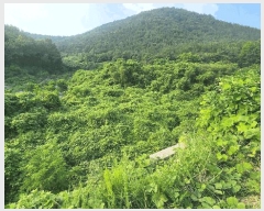  2025Ÿ��51694 ���� ������ ���̸� ���긮 248-32      ����(�Ӿ�)���