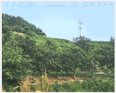  2025Ÿ��51694 ���� ������ ���̸� ���긮 248-32      ����(�Ӿ�)���