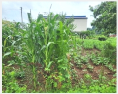  2025Ÿ��51706 ���� ��õ�� ��뵿 579-1       ����(��)���