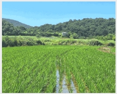  2025Ÿ��51763  ����