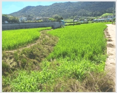  2025Ÿ��51763  ����