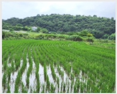  2025Ÿ��51763  ����