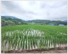  2025Ÿ��51763  ����