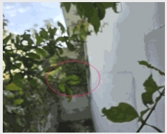  2025Ÿ��51940 ���� ������ ��ȭ�� 1293-1       ���ð��