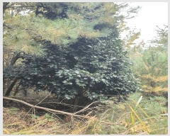  2025Ÿ��51995 ���� ������ ������ ������ 402      ����(��1)���