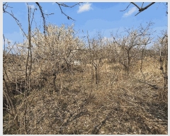  2025Ÿ362   Ȳ浿 624-3       ()