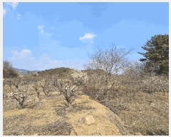  2025Ÿ362   Ȳ浿 624-3       ()