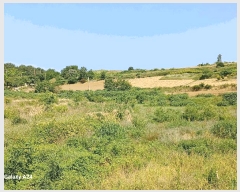  2025Ÿ476  ﱺ   394      ()