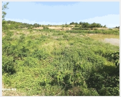  2025Ÿ476  ﱺ   394      ()