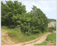  2025Ÿ��51425 ���� ������ ���� ��97       ����(�Ӿ�)���