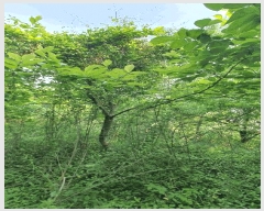  2025Ÿ��51425 ���� ������ ���� ��97       ����(�Ӿ�)���