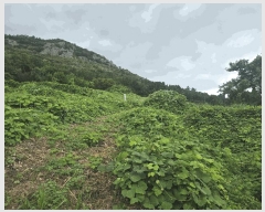  2025Ÿ��51713 ���� ���ﱺ �ݻ�� ������ ��149-1      ����(�Ӿ�)���