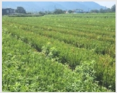  2025Ÿ51899  ʱ   905-8      ()