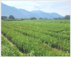  2025Ÿ51899  ʱ   905-8      ()