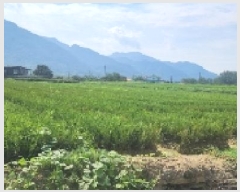  2025Ÿ51899  ʱ   905-8      ()