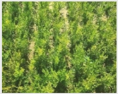  2025Ÿ51899  ʱ   905-8      ()