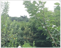  2025Ÿ51935     790-1      (1)