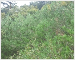  2025Ÿ51935     790-1      (1)